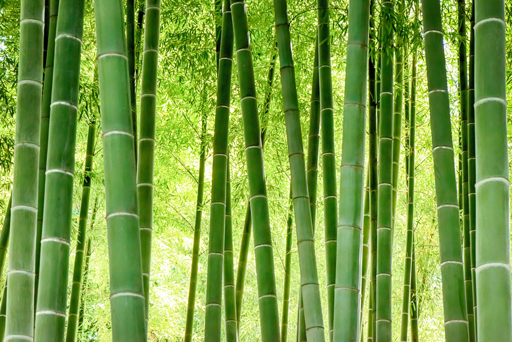 4 reasons to go green with bamboo