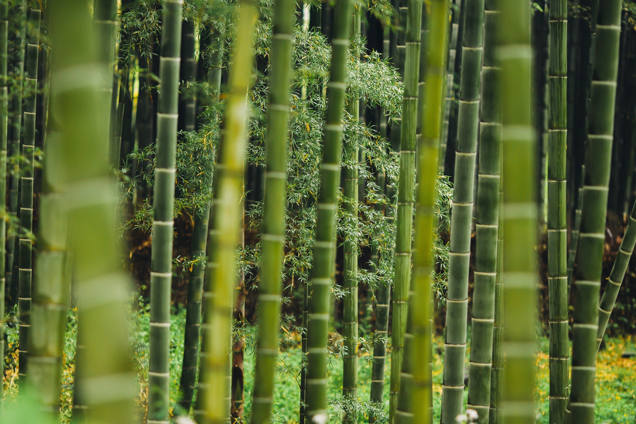 Is Bamboo Fabric Really Environmentally-Friendly?