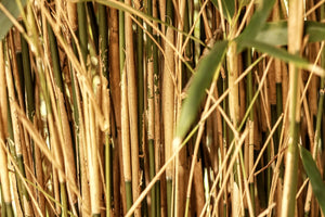 How to Care for Your Bamboo Straws