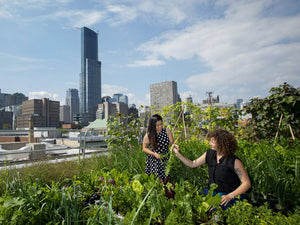 What We Can Learn from Sustainable Farming - How to Start an Urban Farm